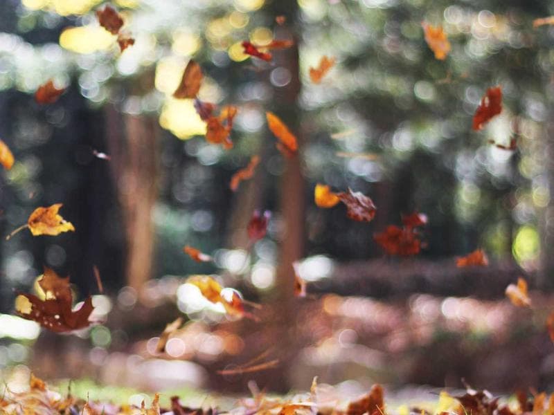 Freelancer vs. Company on Upwork: Making the Right Partnership Choice